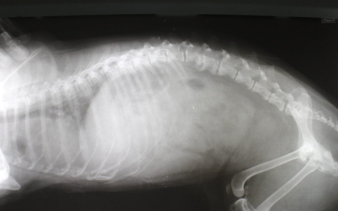 Radiographs and Your Pet!
