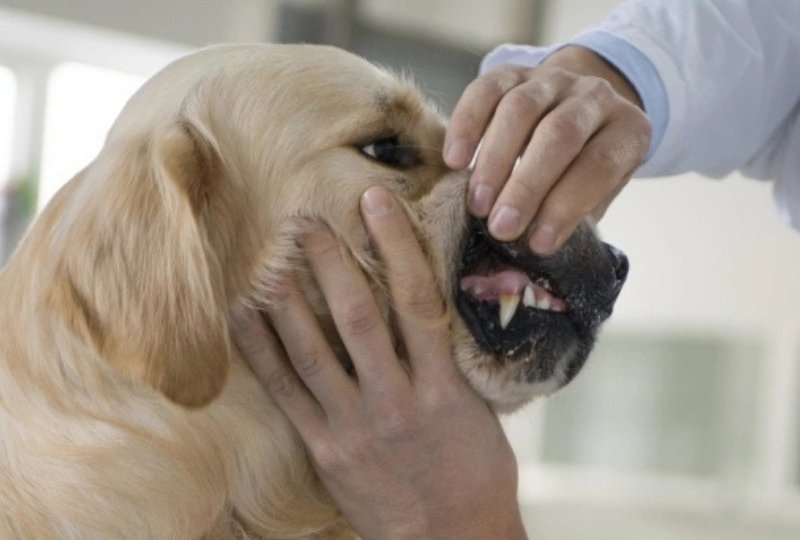 The Hidden Dangers of Skipping Dental Care for Pets