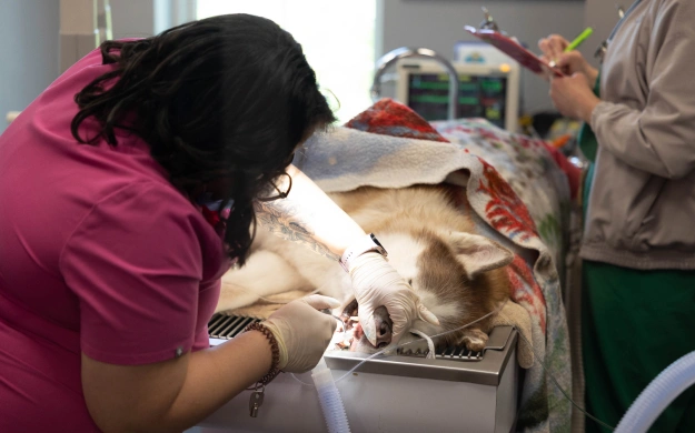 Dental Services for Pets