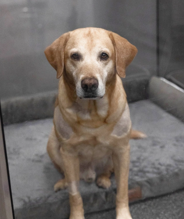 Why Our Clients and Their Pets Choose Us!