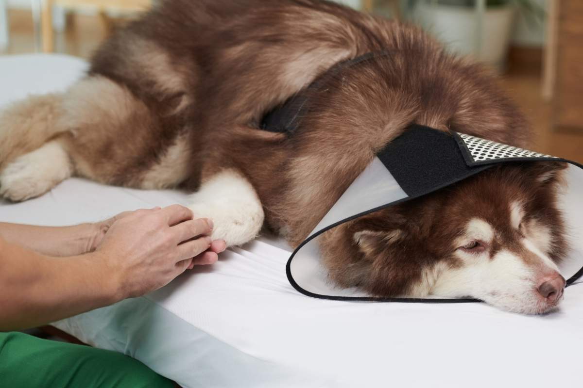 5 Best Home Laser Therapy Devices for Pets Pros, Cons, and Buying Tips