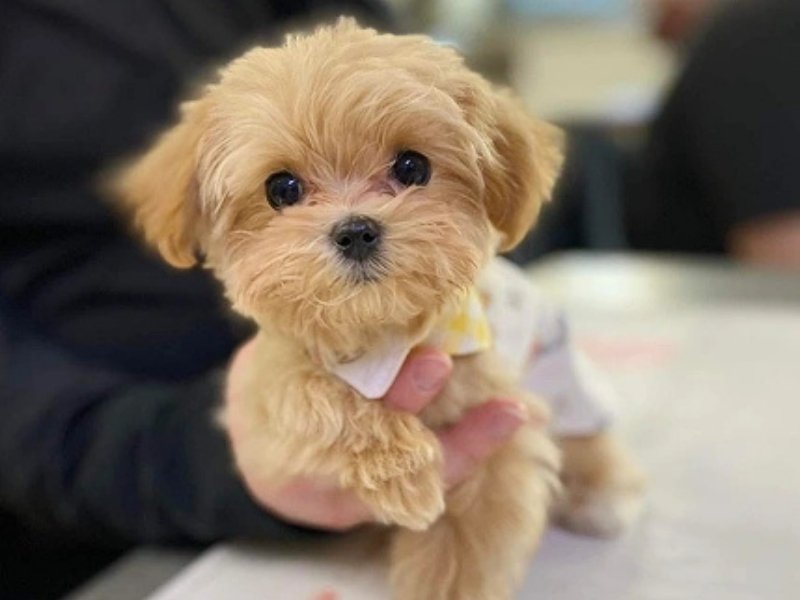 How to Choose the Best Pet Insurance