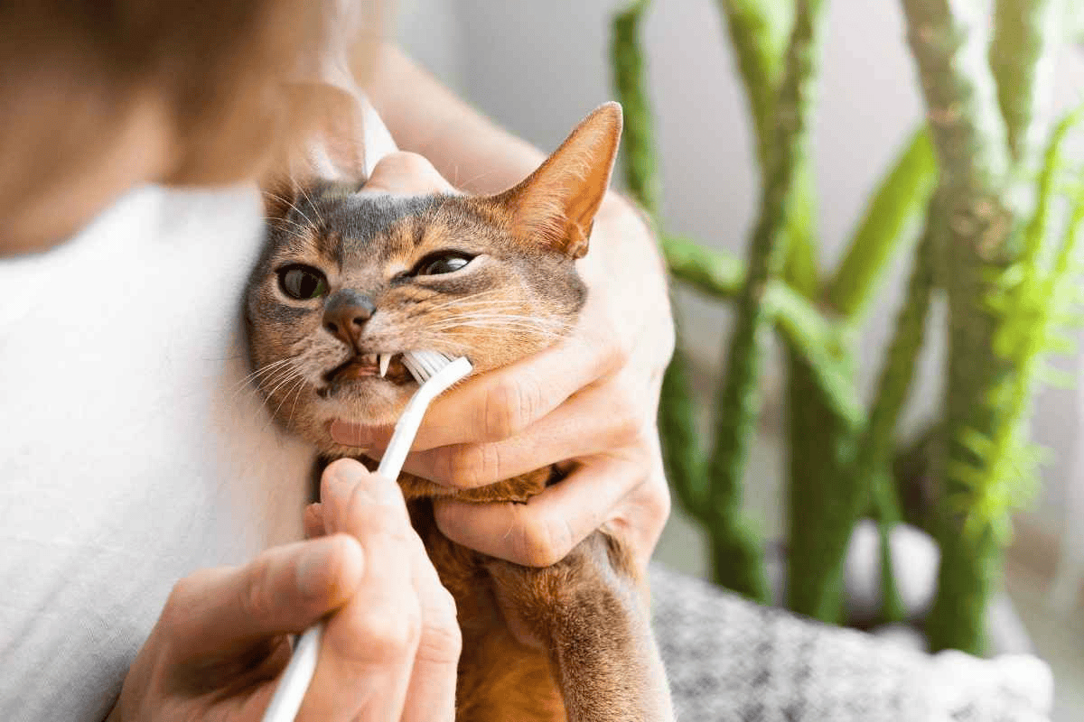 brush your cat's teeth in 5 easy steps using tools you already own