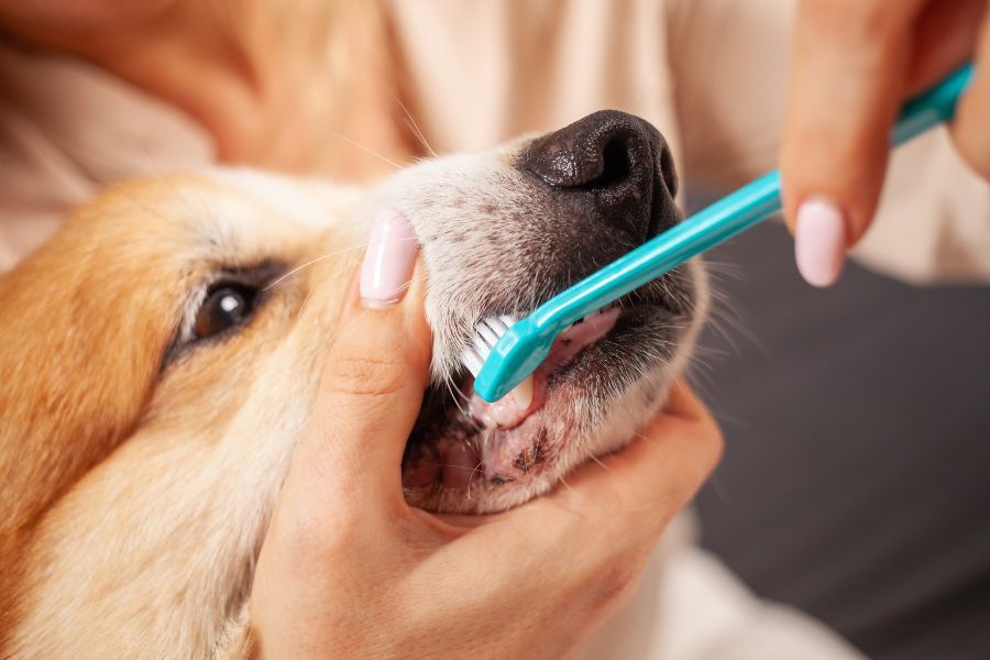 brush-dogs-teeth-5-minutes-guide-owners