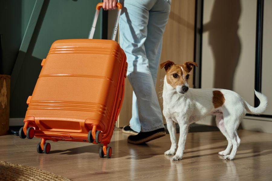Planning a trip with your pet? Get essential veterinary advice on vaccines, medications, travel safety, and stress-free journeys for pets abroad safely.