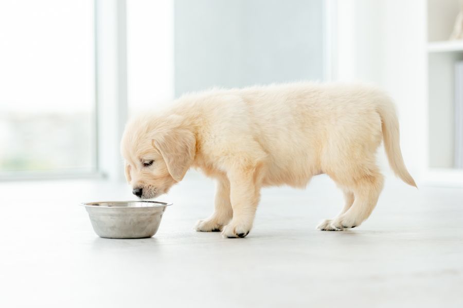 dry-vs-wet-puppy-food-pros-cons