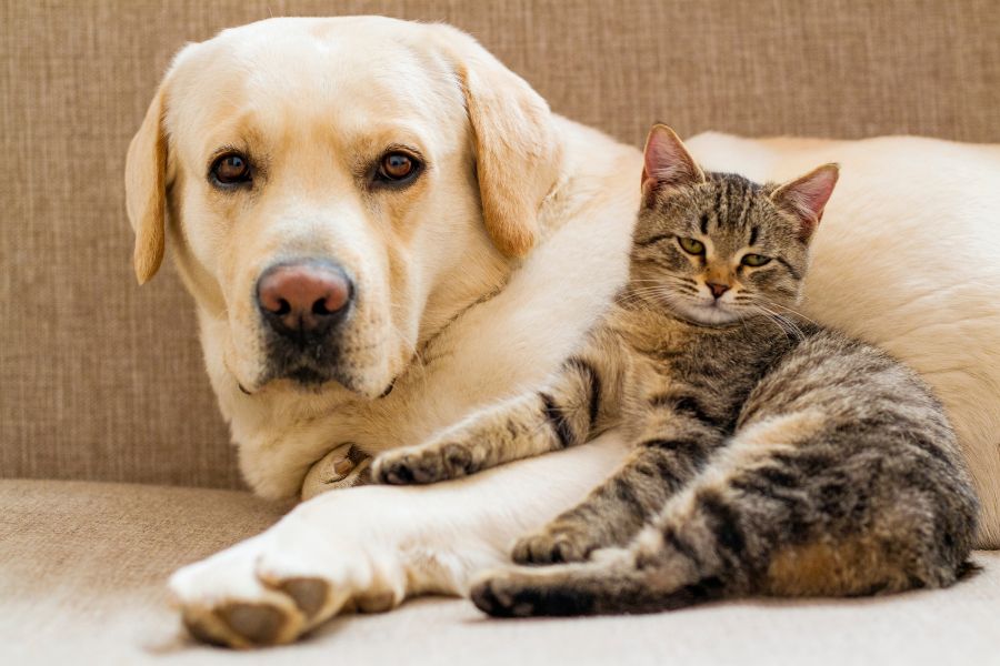 apartment-friendly-cats-dogs-new-owners-guide