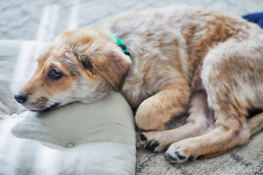 puppy-vaginitis-or-vaginal-cancer-guide