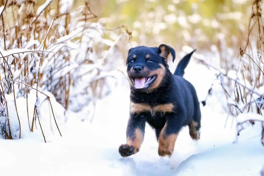 what-dog-tail-wagging-means-a-vet-guide