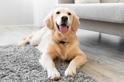 Dog Chiropractic Care