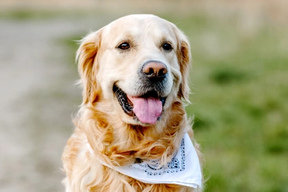 Dog Physical Rehabilitation