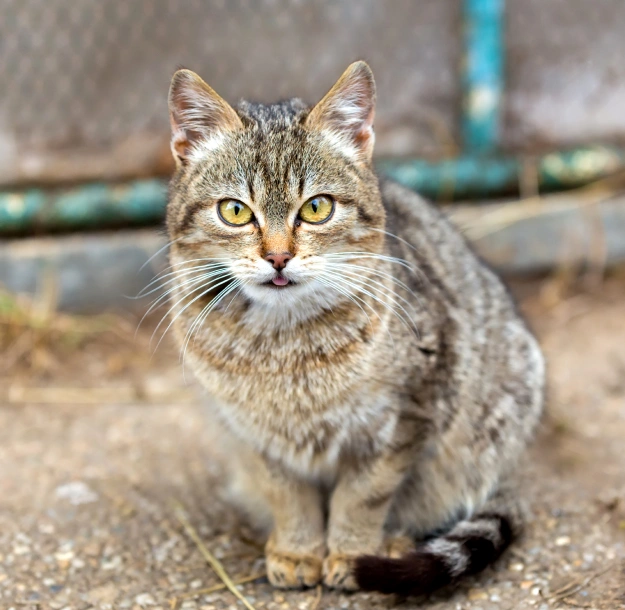 Cat Chiropractic Care