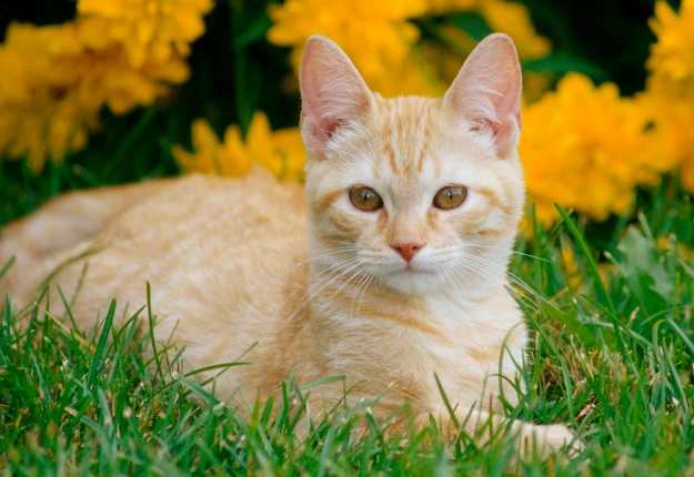 Cat Physical Rehabilitation