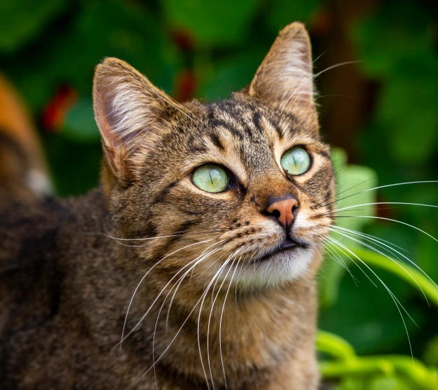 Cat Preventative Care