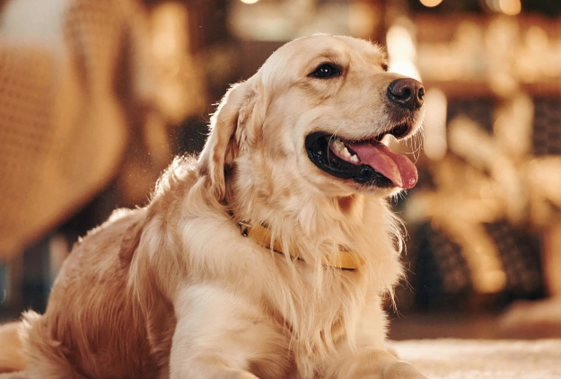 Dog Chiropractic Care