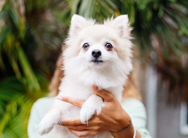 Dog Physical Rehabilitation