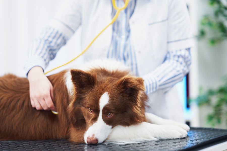 aaha-accreditation-pet-care-guide