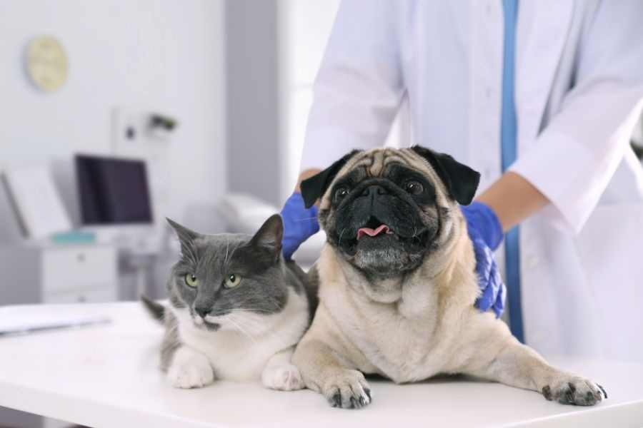 how-often-dogs-cats-need-wellness-exams