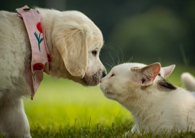 Grow Your Veterinary Career at The Pet Doctor