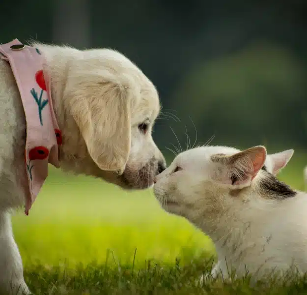 Grow Your Veterinary Career at The Pet Doctor