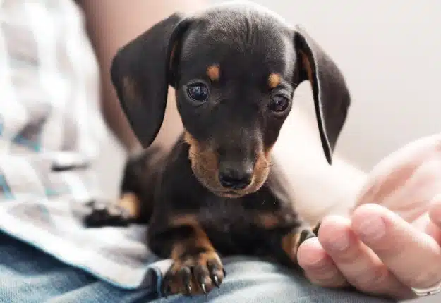 A black and tan Dachshund puppy resting on a person's lap, with a hand gently nearby, looking directly at the camera.